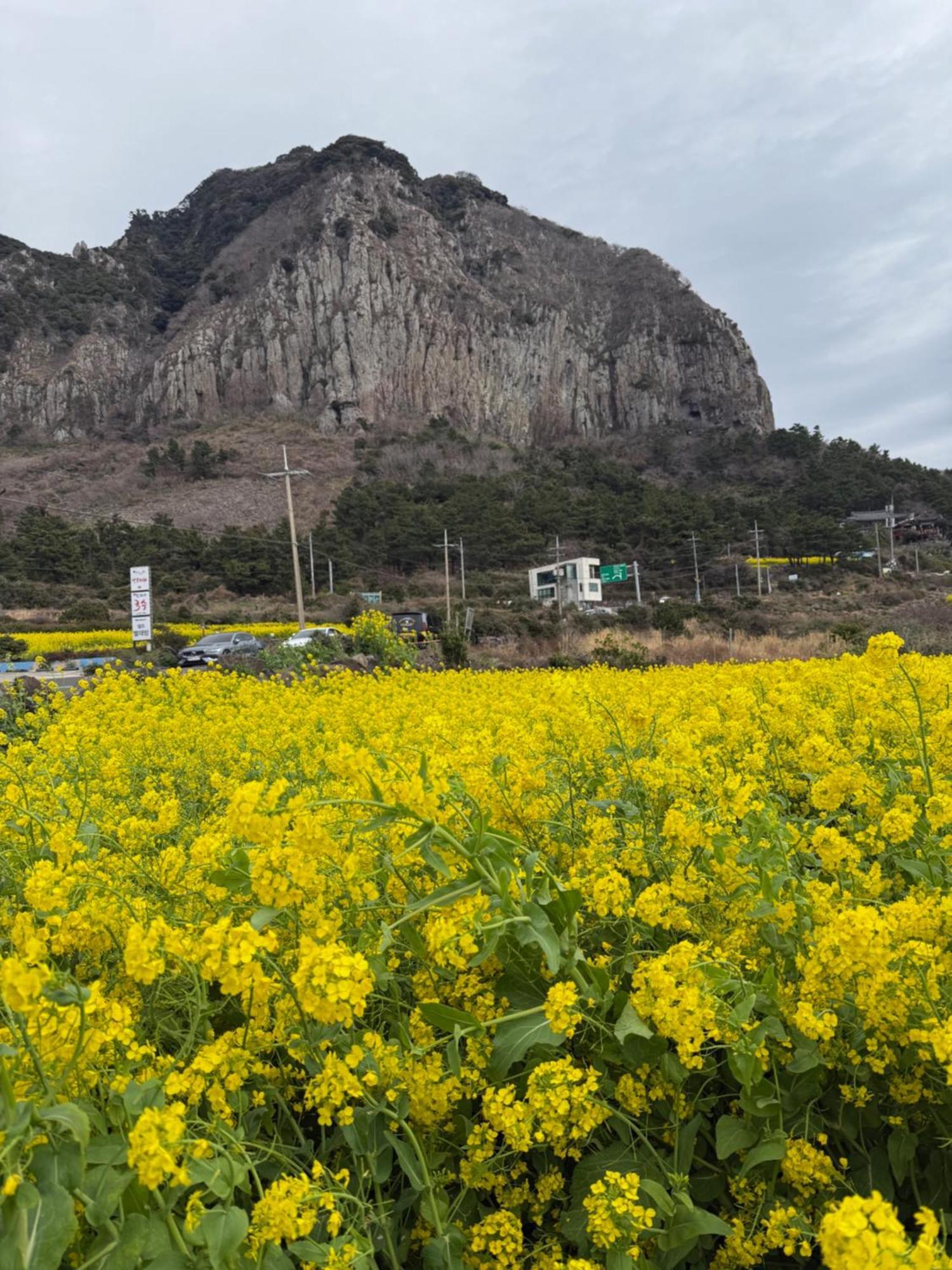 Jeju The Ocean Hill Pension مدينة سيوجويبو المظهر الخارجي الصورة